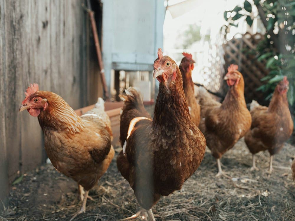 A small flock of hens